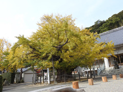 徳島県鳴門市撫養町木津 長谷寺 オハツキイチョウ 2017