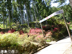 上分花の隠里 ツツジ 2012