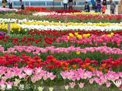徳島県板野郡北島町 きたじまチューリップフェア 2016