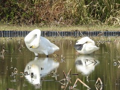 徳島県鳴門市大麻町 大白鳥 オオハクチョウ 2017