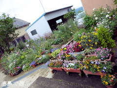 徳島県阿波市阿波町 阿波オープンガーデン 2015