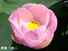 徳島県立埋蔵文化財総合センター 古代蓮 オオガハス 2013