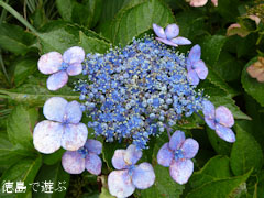 大川原高原 紫陽花 2010