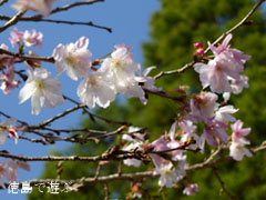 上勝町 十月桜 2012年11月