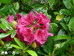 岳人の森 2010年6月15日