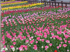 デ・レイケ公園 チューリップ 2012