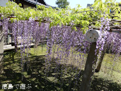 地福寺 藤の花 2012