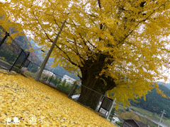 長福寺 大月のイチョウ 2012