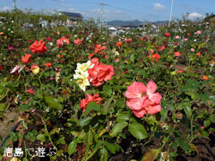 バラ園 藍翠苑 秋のバラ祭り 2011