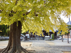 徳島県板野郡板野町羅漢 地蔵寺のイチョウ 2017