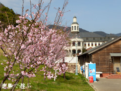 徳島県鳴門市大麻町 道の駅 第九の里 周辺 蜂須賀桜 2016