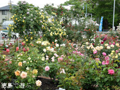 藍住 春のバラ祭り 2011