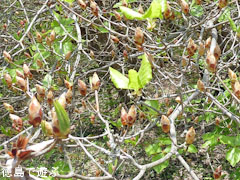 �����ĤĤ����� �����Υ���ĥĥ����� � 2010