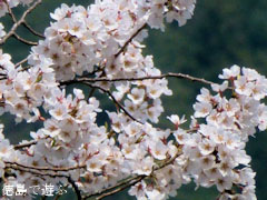 岡見堂 エドヒガン桜 2011