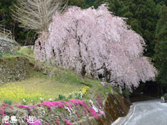 木屋平 大北地区 中腹 しだれ桜 2011