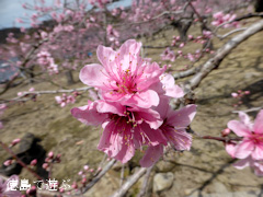 ���縩���������Į ���β� 2014