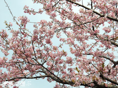 徳島県鳴門市大麻町 大麻椿園 河津桜 カワヅザクラ 2016