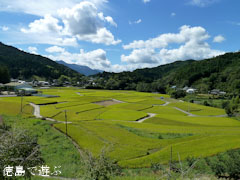 神山町鬼籠野 田園の風景