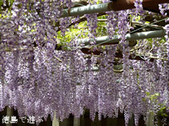 童学寺 藤の花 2011