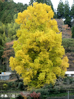 大久保のイチョウ 2010