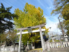 徳島県名西郡石井町 天神のイチョウ 2016
