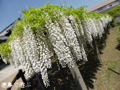 徳島県名西郡石井町 地福寺 藤の花 藤棚 白 2014