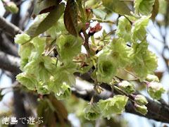 ギョイコウ桜 御衣黄桜 2011