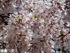 桜堂 ひょうたん桜 2011