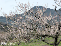 観梅苑 梅の花 2014