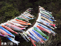 徳島県阿波市土成町 宮川内ダム公園 鯉のぼり 2016