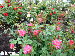 バラ園 藍翠苑 2010