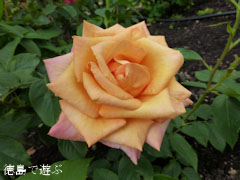藍住 春のバラ祭り 2012