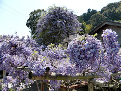 ���縩̾��������Į������ ������ �Τܤ�ƣ 2014