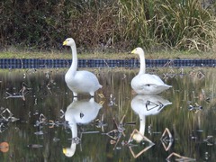 徳島県鳴門市大麻町 大白鳥 オオハクチョウ 2017