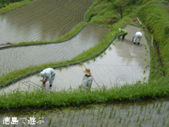 樫原の棚田 2011年6月