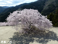 �ųڻ� �� 2011
