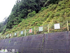 徳島県勝浦郡上勝町福原 落合千本つつじ園 蕾 2014