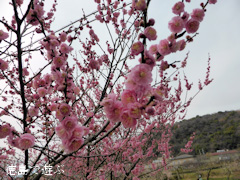 観梅苑 梅の花 2014