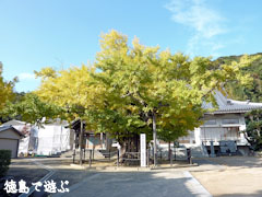 長谷寺のオハツキイチョウ