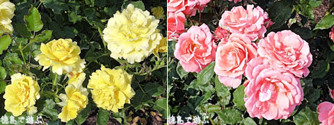 バラ園 藍翠苑