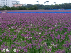 �����ä���β֤ޤĤ� 2013