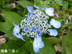 大川原高原 紫陽花 2010