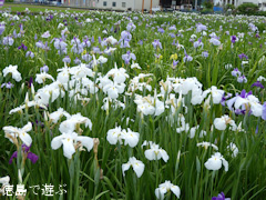 徳島県美馬市美馬町 寺町公園 花菖蒲園 2015