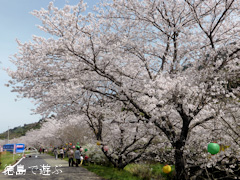 徳島県勝浦郡勝浦町 第11回 勝浦さくら祭り 2014