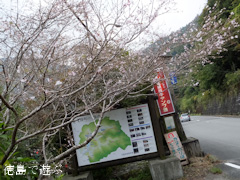 上勝町 十月桜 2013年11月