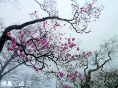 南高城山 アケボノツツジ