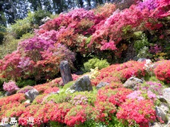 ���縩̾��������Į ��ʬ�֤α�Τ �ĥĥ� 2014
