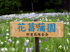 徳島県美馬市美馬町 寺町公園 花菖蒲園 2015