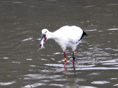 徳島県鳴門市大津町大代 コウノトリ in 大代谷川