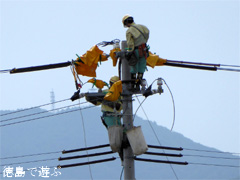 徳島県鳴門市大麻町 コウノトリ 巣 周辺 電柱 2015